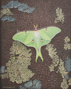 Luna Moth 16x20