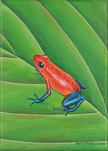 frog orange 5x7