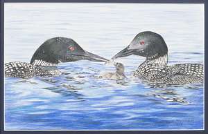 Loon Life - Drawing