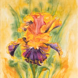 Orange Delight 17.25x23.5