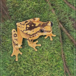 Frog yellow 5x7