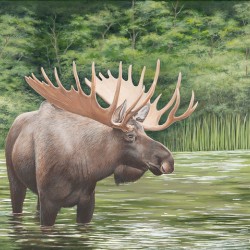 Moose 16x20