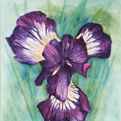 Pop of purple 17.25x23.5