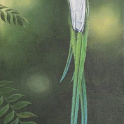Quetzal Tropical bird 12x36