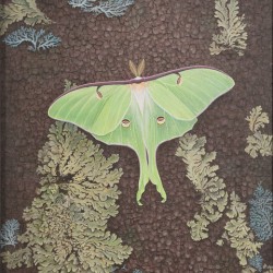 Luna Moth 16x20