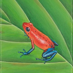 frog orange 5x7