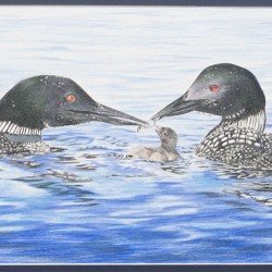 Loon Life - Drawing