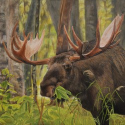 Munching Moose - Painting