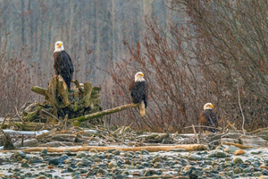 Haines Eagles 3 on Tree 