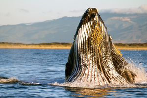 Humpback Lunging Monterey Bay