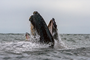 Humpback Lunging with Anchovies 