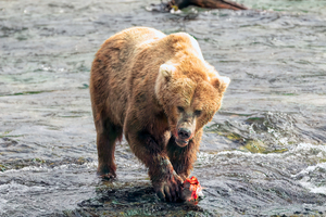 Katmai Bear Eating Salmon