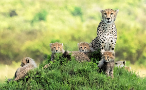 Kenya Cheetah Family