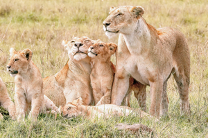 Kenya Lion Family Snuggling