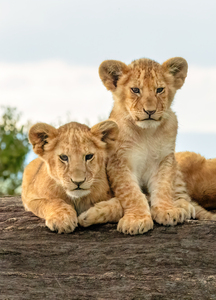 Kenya Two Lion Cubs 