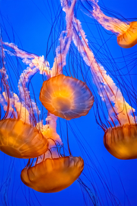 Sea Nettle Jelly Fish