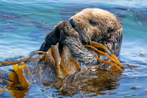 Otter in Kelp 