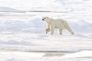 Polar Bear Ice Reflection