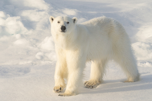 Polar Bear Looking at Me
