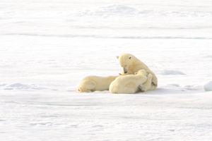 Polar Bears Nursing 