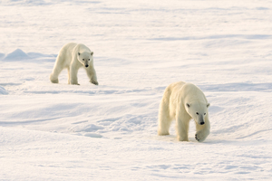 Polar Bears Walking