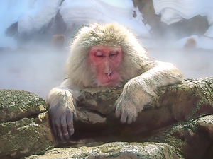 Snow Monkey Jigokudani