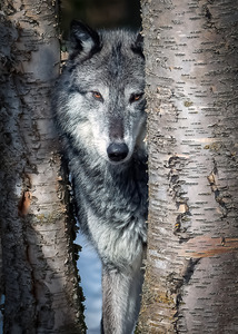 Wolf Spying Through Trees