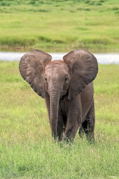 Baby Elephant Big Ears Print