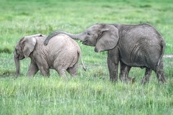 Baby Elephants Hugging  Print