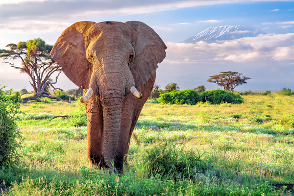 Elephant Kilomangero Print