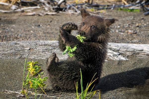 Lake Clark Bear Cub Playing with Leaves  Print