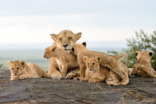 Lion Family on Rock Print