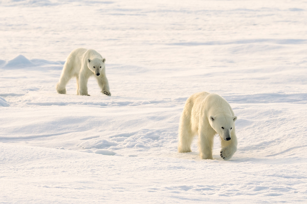 Polar Bears Walking Print