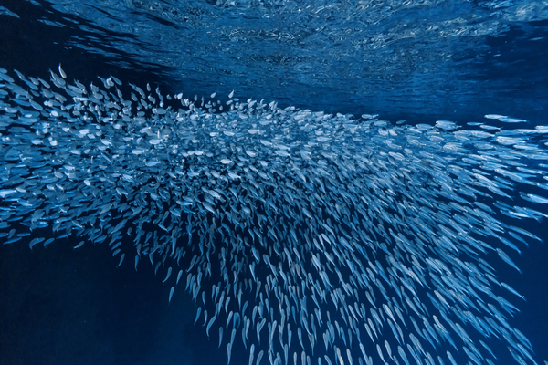 Schooling Fish Swallows Cave Tonga Print