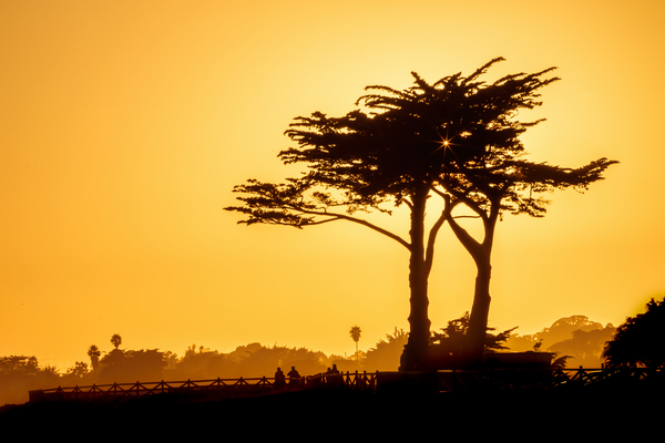 Sunset Tree Silhouette Print