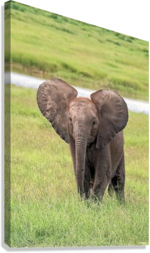 Baby Elephant Big Ears Canvas Print