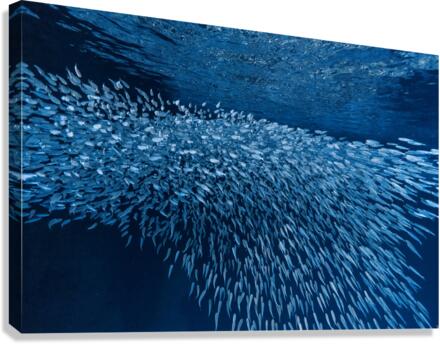 Schooling Fish Swallows Cave Tonga Canvas Print
