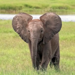 Baby Elephant Big Ears