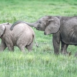 Baby Elephants Hugging 