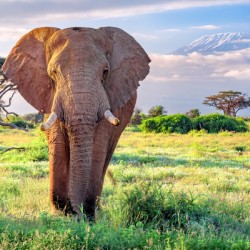 Elephant Kilomangero