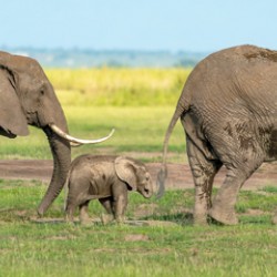 Elephants in a Row   Baby in Middle 