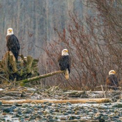 Haines Eagles 3 on Tree 