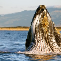 Humpback Lunging Monterey Bay