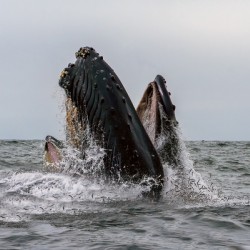 Humpback Lunging with Anchovies 