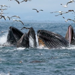 Humpbacks Lunging with Sardines and Seals