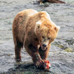 Katmai Bear Eating Salmon