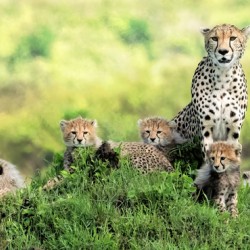 Kenya Cheetah Family