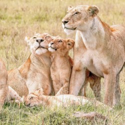 Kenya Lion Family Snuggling