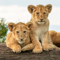 Kenya Two Lion Cubs 