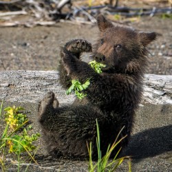 Lake Clark Bear Cub Playing with Leaves 